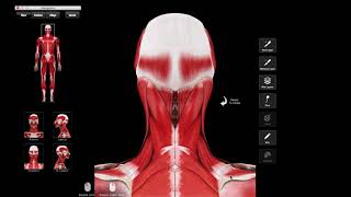 Levator scapulae schouderbladheffer [upl. by Ilene232]