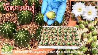 เด็ดหน่อ ปักชำหน่อ วิธีขยายพันธุ์กระบองเพชร Echinopsis subdenudata MookCactus [upl. by Sonafets]