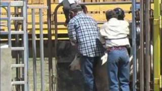 What happens at the cooktown rodeo [upl. by Anilek]