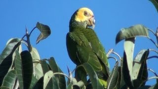 PAPAGAIOGALEGO ALIPIOPSITTA XANTHOPS YELLOWFACED PARROT PAPAGAIOCURRALEIRO PAPAGAIOCURAU [upl. by Enna]