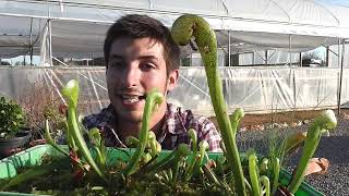 La planta COBRA Darlingtonia californica [upl. by Ardrey206]