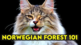 Norwegian Forest Cat 101  Learn EVERYTHING About Them [upl. by Ahsenac]