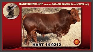 Hartebeestloop Bonsmara Bull Hart 140212 for GOBABIS BONSMARA Auction [upl. by Myca]