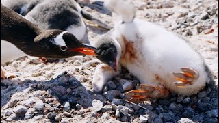 Young Penguin Tragically Dies  Penguin Post Office  BBC Earth [upl. by Machutte]