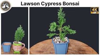 Lawson Cypress Bonsai  Chamaecyparis Lawsoniana Elwoodii [upl. by Blatt]