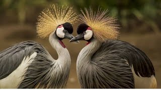 Fantastic Grey Crowned cranes sound♥️ [upl. by Sara]