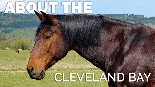 About the Cleveland Bay Horse [upl. by Doherty]