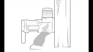 Ever wondered how the Goodnature A24 Trap works [upl. by Patrica]