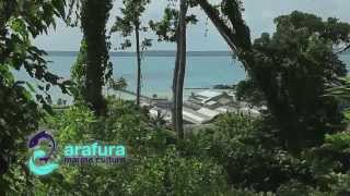 ARAFURA MARINE CULTURE [upl. by Hallam]