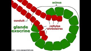 GLANDES EXOCRINE HISTO [upl. by Tavia242]