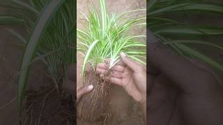 planting pandanus veitchii perfectly 💯pandanus youtubeshorts [upl. by Duj]