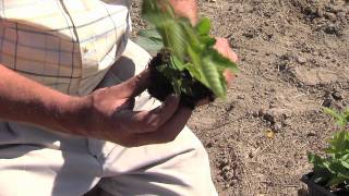 How To Plant Blackberries [upl. by Charyl]