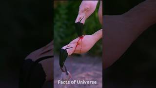 Why does the flamingo bird feed red milk to its baby flamingobird [upl. by Ittam63]