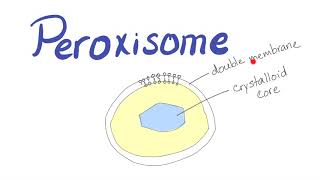 Peroxisome  What’s the function [upl. by Hsirk]