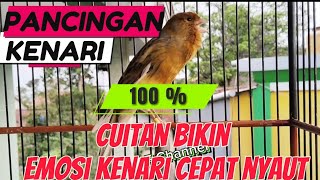 SUARA PANCINGAN BURUNG KENARI ° Cengkoknya Bikin KENARI Penasaran Nyaut [upl. by Eselahs337]