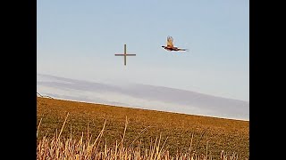 Broken Bones and Birds 2020 Upland Hunting Wild Washington Pheasant and Quail wShotkam [upl. by Emerson]