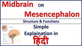 Midbrain or Mesencephalon  Structure and Function in Hindi  Bhushan Science [upl. by Audley349]