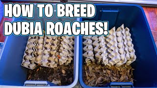 HOW TO BREED DUBIA ROACHES [upl. by Nerrot309]