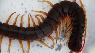 VIETNAM GIANT CENTIPEDE Scolopendra dehanni [upl. by Roper141]