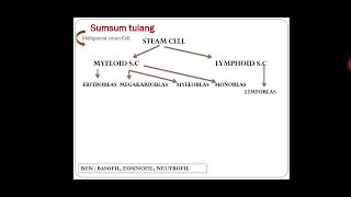 Hematopoiesis Proses pembentukan darah [upl. by Dnomsed251]