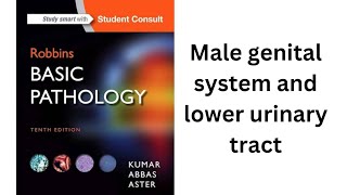 Ch 18 pt1 Male genital system and lower urinary tract Robbins basic pathology quick review [upl. by Dustman]