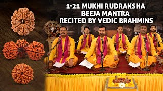 Rudraksha Beeja Mantras  121 Mukhi Trijuti Gaurishankar Beej Mantra Japa  Rudraksha Mantra Japa [upl. by Boiney]