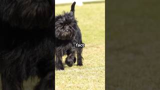 Why Affenpinscher are the best pets shorts youtube youtubeshorts [upl. by Llamaj]