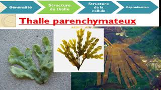 Cours de biologie végétale chapitre des algues botanique [upl. by Volin]