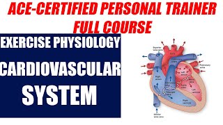 ACE Certified Personal Trainer Course BASICS  Cardiovascular System  ACSM  CPT6 HINDI [upl. by Oravla]