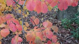 Large Bottlebrush Fothergilla major [upl. by Amehsat]