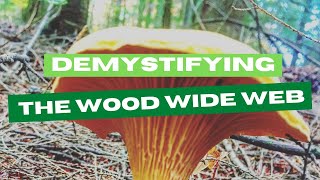 Demystifying the Forest’s Wood Wide Web [upl. by Nannah]