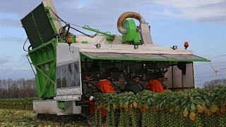 The story of the Brussels sprout  The sprout roller coaster  Gebr Herbert Zeewolde [upl. by Melisa]