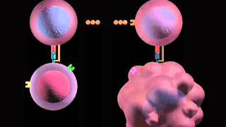 Modes of immune response [upl. by Tareyn]