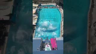 Burger King in Huge pool tempoapp burgerking greenscreen shorts short foryou [upl. by Kihtrak]