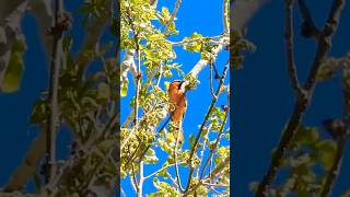 Bullock’s Oriole Foraging with California Quail Vocalizing in Background Lake Washoe Nevada birds [upl. by Iramaj]