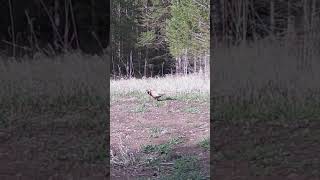 Ringnecked pheasant going about its business animals [upl. by Fernandes]