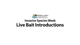 Live Bait Introductons [upl. by Nabetse547]