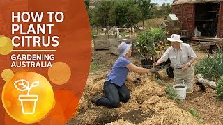 How to plant citrus The Ian Tolley Way [upl. by Ultun]