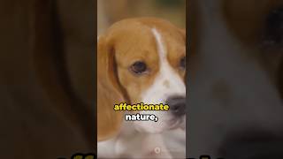 Top 10 Habits of Beagle🐶Dog Breeds shorts dogs viral [upl. by Aihtennek]