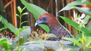 Aracuã escamoso ave silvestre Livre na natureza Ortalis squamata Scaled Chachalaca [upl. by Jephthah]