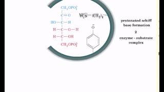 Reaction mechanism of aldolase [upl. by Ameen]