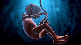 Fetal Development Premium Video  Get Your Spacial Link [upl. by Lander645]