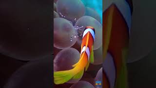 clown fish cleanup clownfish scubadiving redsea funny [upl. by Idaline475]