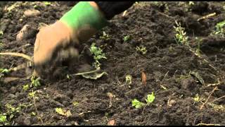 How To Repair A Lawn And Lay Turf  Lawn Care Tips  Garden Ideas amp Tips  Homebase [upl. by Nesbitt]