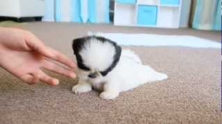 Cute Teacup Puppy Shih Tzu [upl. by Mclyman121]