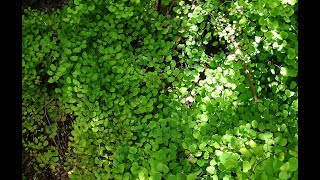 Propiedades Medicinales del culantrillo planta medicinal Adiantum capillusveneris [upl. by Zehcnas]