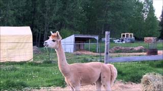 alpaca warning sound [upl. by Washington]