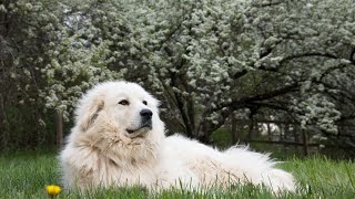 Socializing a Great Pyrenees Promoting a WellBalanced Canine Companion [upl. by Enel]