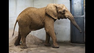 Safaripark Beekse Bergen verwelkomt mannelijke Afrikaanse olifant Yambo [upl. by Terchie]