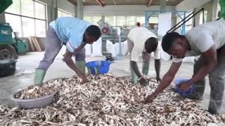 Transforming cassava peels into animal feed [upl. by Laufer]